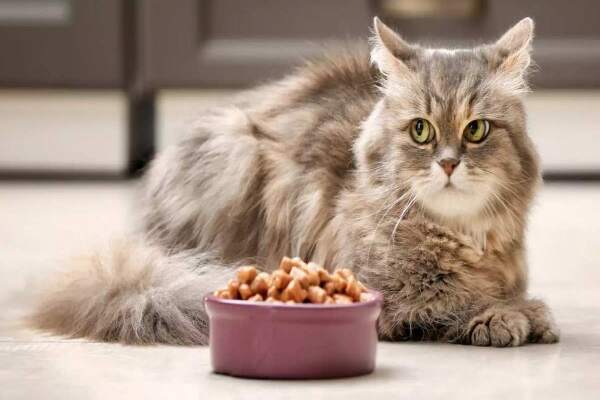 Makanan Kucing Yang Bagus dan Murah