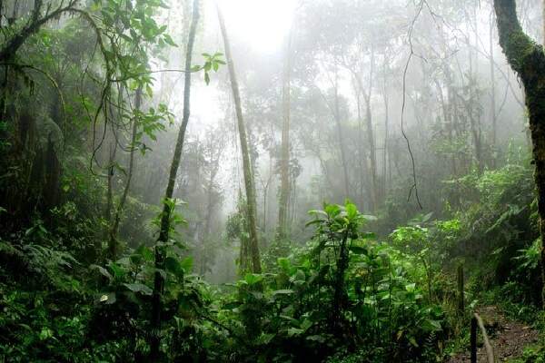 Ciri-Ciri Hutan Hujan Tropis
