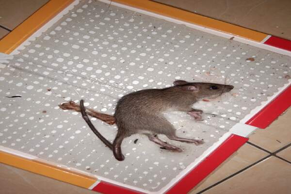 Cara Menghilangkan Lem Tikus Di Lantai