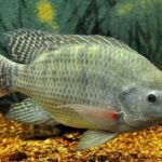 Cara Budidaya Ikan Nila Di Kolam Terpal