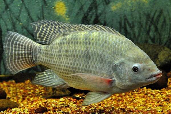 Cara Budidaya Ikan Nila Di Kolam Terpal