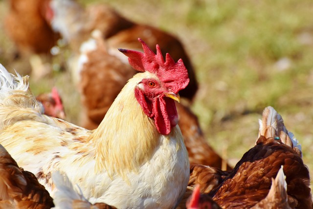 Penyebab dan Cara Mengatasi Ayam Ngorok dengan Mudah