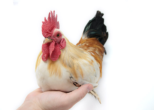 Cara Mudah Mengobati Ayam Lumpuh dengan Cepat