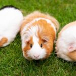 Ciri-Ciri Hamster Mengalami Stres dan Cara Mengatasinya