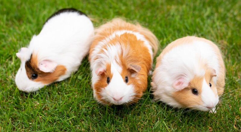 Ciri-Ciri Hamster Mengalami Stres dan Cara Mengatasinya