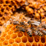 Cara Mudah Mengusir Lebah Madu Hanya dengan Asap