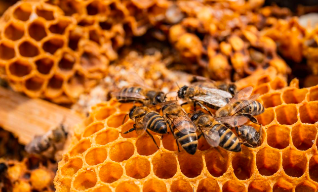 Cara Mudah Mengusir Lebah Madu Hanya dengan Asap