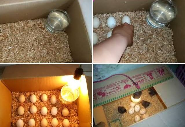 Cara Menetaskan Telur Ayam Tanpa Indukan