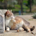 Tanda Anak Kucing Mati dalam Perut dan Mengatasinya