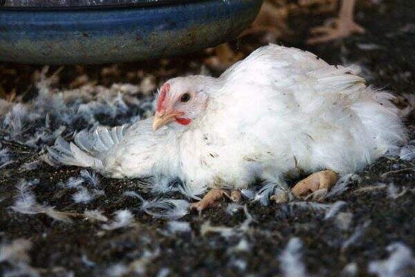 Penyebab Ayam Mati Mendadak