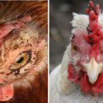 Cara Menghilangkan Kutu Ayam