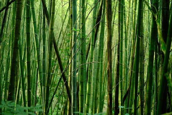 Cara Mematikan Pohon Bambu