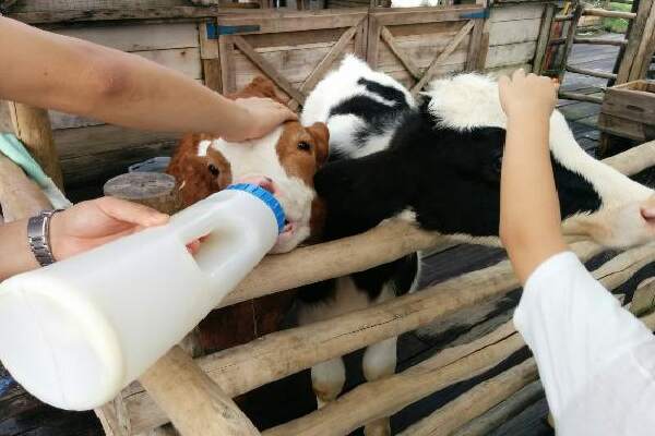 Susu Pengganti Untuk Anak Sapi