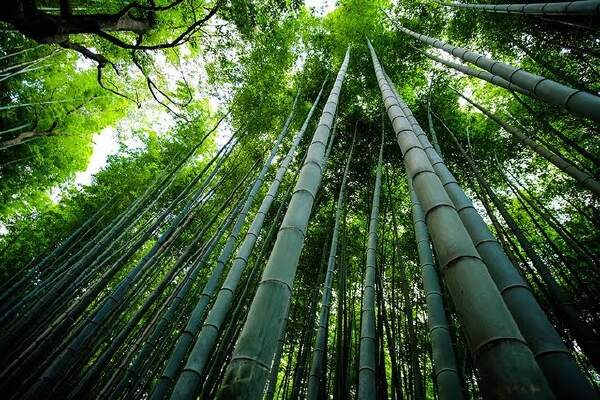 Cara Mematikan Pohon Bambu