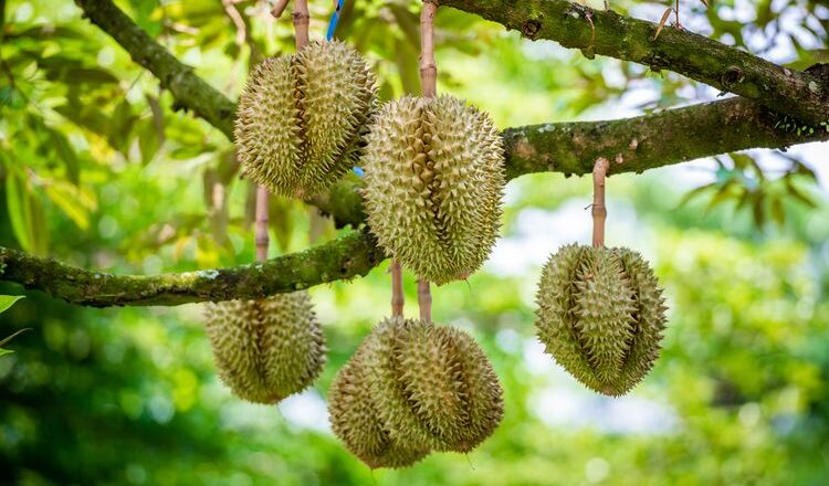 Tips Agar Pohon Durian yang Ditanam Tidak Tinggi