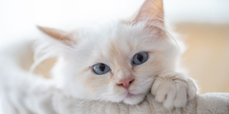 Cara Membersihkan Hidung Kucing