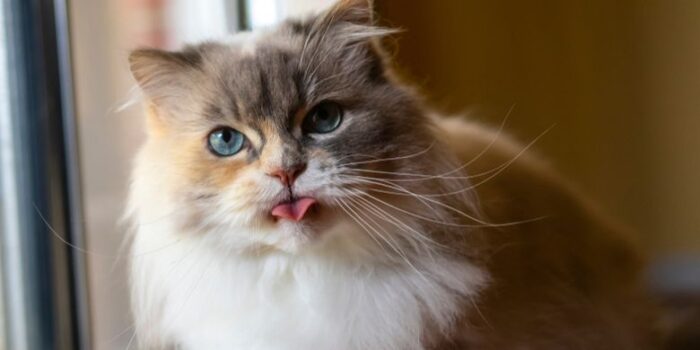 Cara Membersihkan Hidung Kucing yang Aman