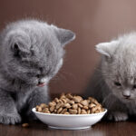 Cara Mudah Memberi Makan Anak Kucing Agar Lahap