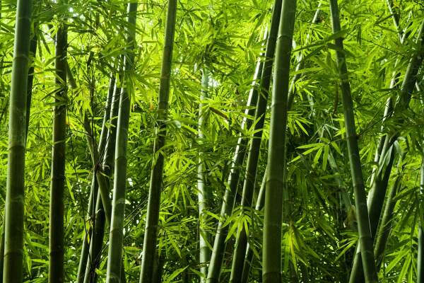 Cara Membuat Kipas Dari Bambu