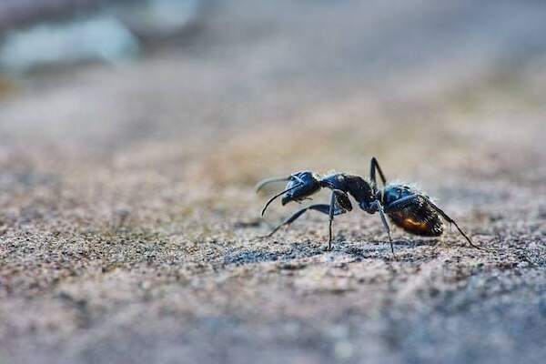 Cara Mengusir Semut Dari Beras
