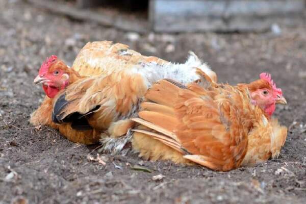 Cara Mengatasi Ayam Susah Makan dan Kurus