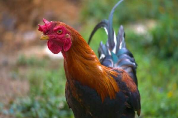 Cara Mengatasi Ayam Susah Makan dan Kurus