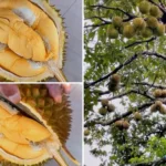 Cara Agar Durian Cepat Matang Secara Alami