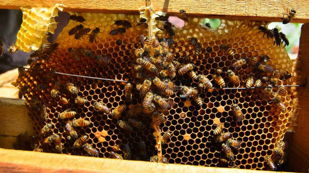 Cara Membuat Ratu Lebah Klanceng