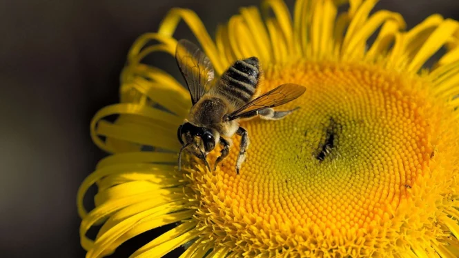 Cara Membuat Ratu Lebah Klanceng Untuk Budidaya