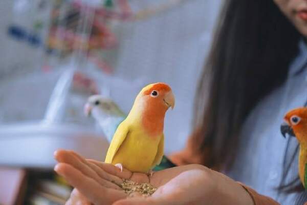 Makanan Burung Parkit Agar Jinak