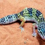 Cara Membedakan Gecko Jantan dan Betina