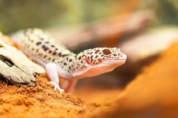 Cara Membedakan Gecko Jantan dan Betina