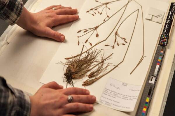 Nama-Nama Tanaman Herbarium