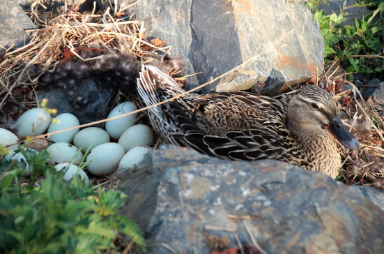 Cara Menetaskan Telur Bebek yang Baik dan Benar