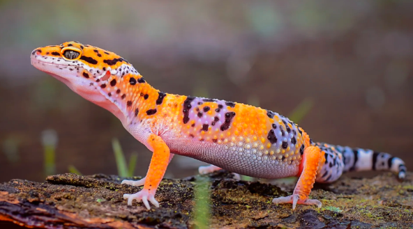 Ciri-Ciri Gecko Stres dan Cara Mengatasinya