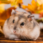 Cara Cepat Mengatasi Telinga Hamster yang Berjamur
