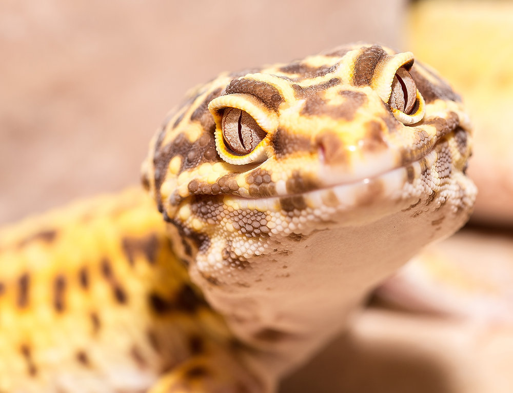 ciri-ciri gecko stres