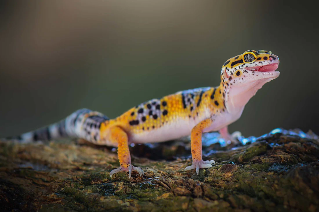 ciri-ciri gecko stres