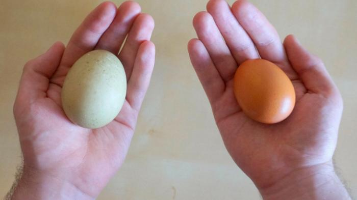 Cara Menetaskan Telur Bebek