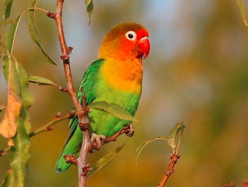Cara Menjinakkan Burung Lovebird Untuk Pemula