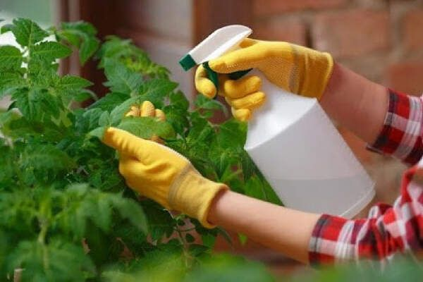 Cara Membuat Pestisida Menggunakan Bawang Putih