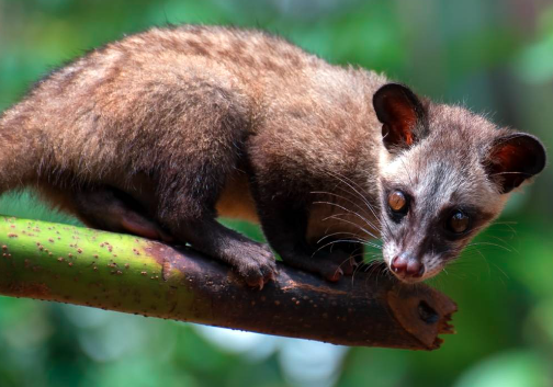 Cara Ampuh Mengusir Musang Pemakan Ayam