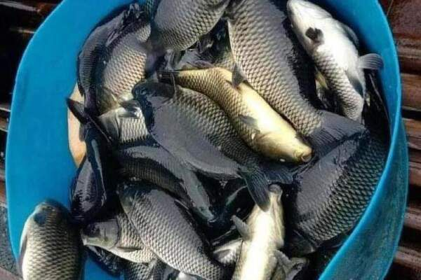 Umpan Ikan Tombro Malam Hari