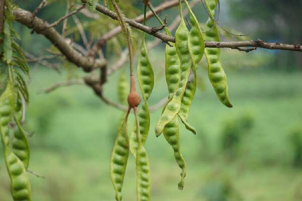 Cara Membuat Pohon Petai Berbuah Lebat