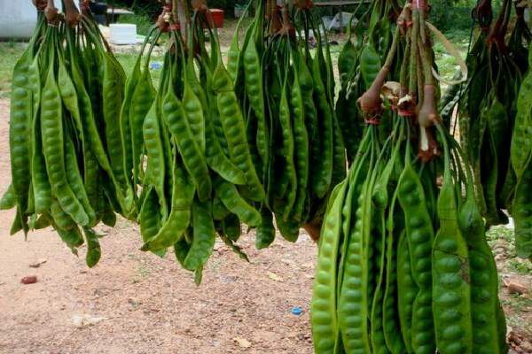 Cara Membuat Pohon Petai Berbuah Lebat