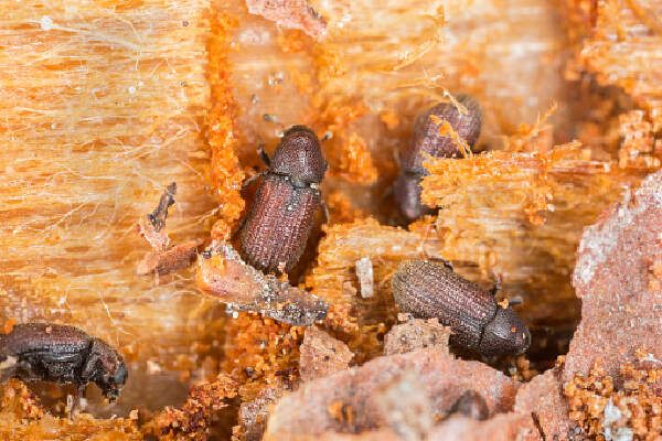 Cara Mengusir Kumbang Kayu
