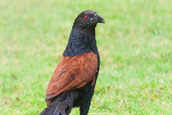 Cara Membuat Minyak Burung Bubut