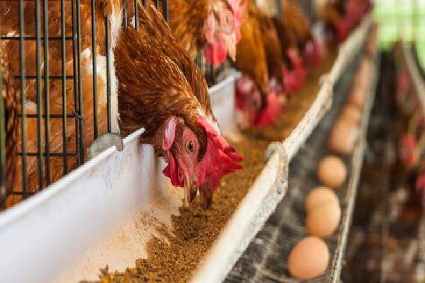 Cara Meningkatkan Bobot Ayam Broiler