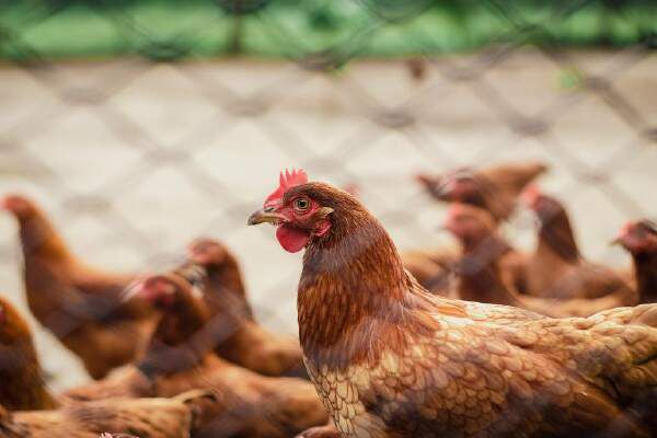 Cara Meningkatkan Bobot Ayam Broiler