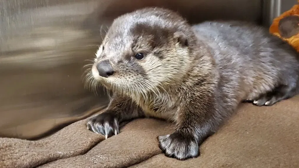 Cara merawat baby otter